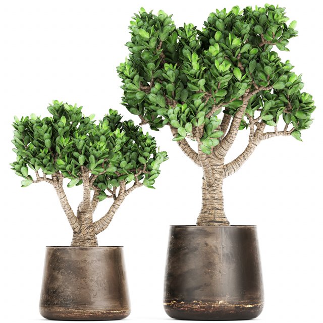 crassula in a rust pot for the interior 930 3D-Modell .c4d .max .obj .3ds .fbx .stl .blend 