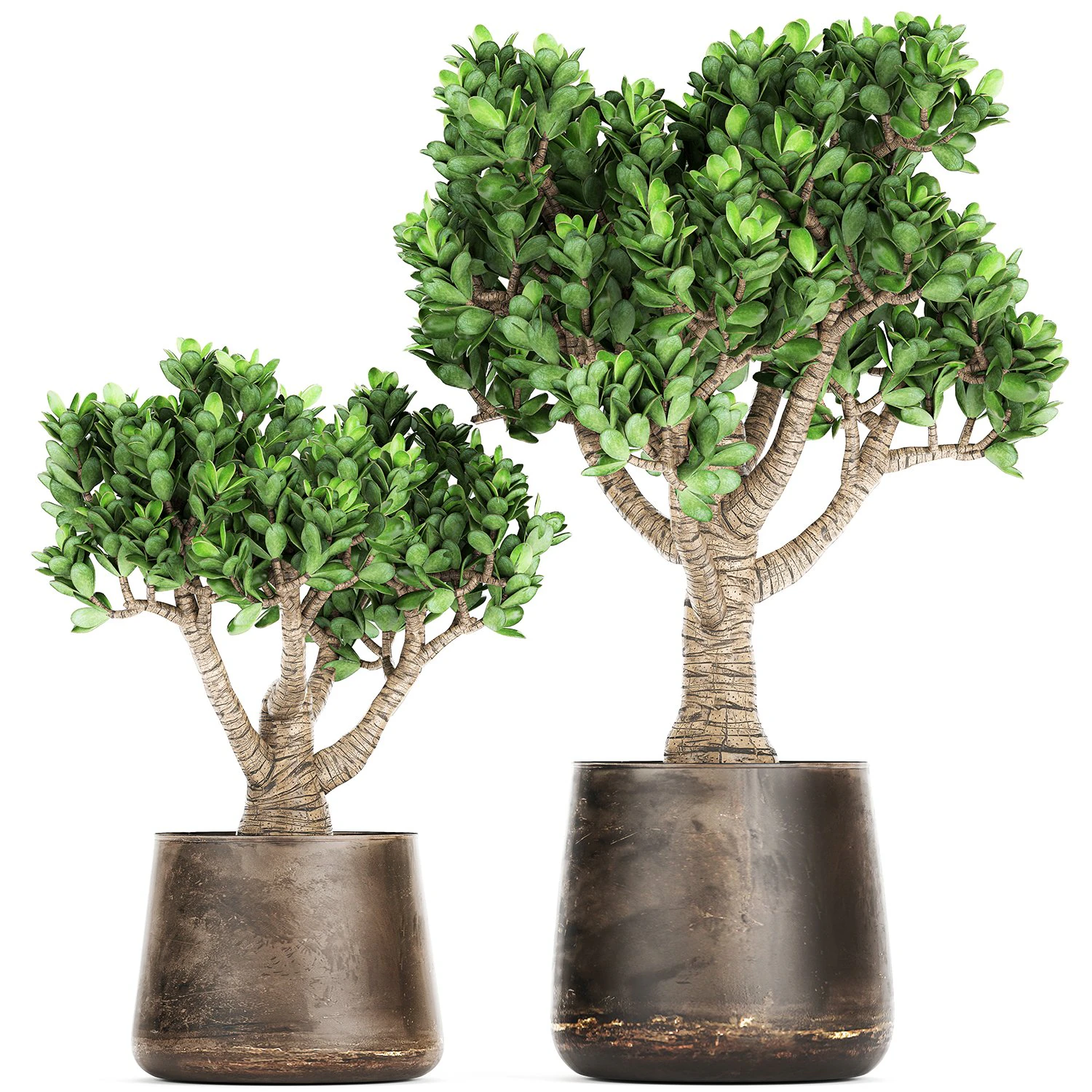 crassula in a rust pot for the interior 930 3D Model .c4d .max .obj .3ds .fbx .stl .blend 