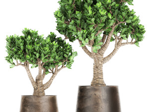 crassula in a rust pot for the interior 930 Modelo 3D