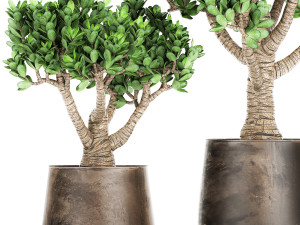 crassula in a rust pot for the interior 930 3D-Modell