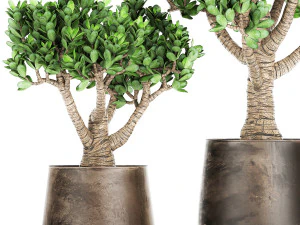 crassula in a rust pot for the interior 930 3D Model