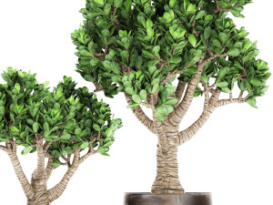 crassula in a rust pot for the interior 930 3D-Modell