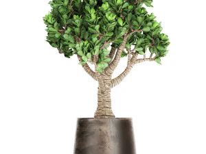 crassula in a rust pot for the interior 930 3D Model