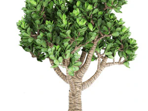 crassula in a rust pot for the interior 930 3D Model
