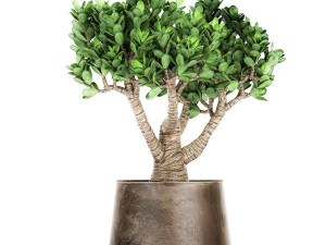 crassula in a rust pot for the interior 930 3D Model