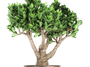 crassula in a rust pot for the interior 930 3D-Modell