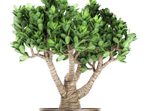 crassula in a rust pot for the interior 930 3D Model
