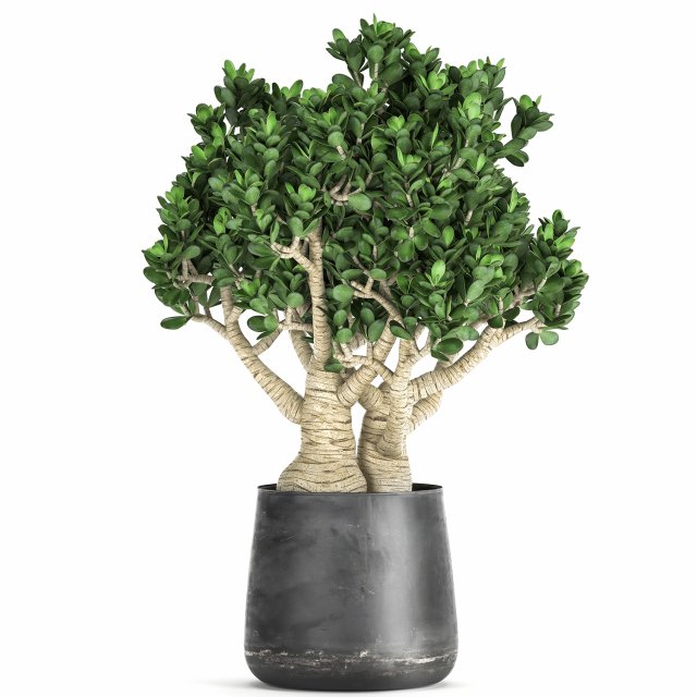 crassula in a black pot for the interior 931 Modelo 3D .c4d .max .obj .3ds .fbx .stl .blend 