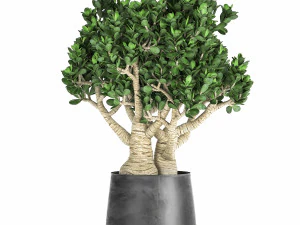 crassula em pote preto para interior 931 Modelo 3D