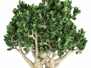 crassula in a black pot for the interior 931 Modelo 3D