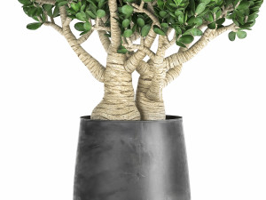 crassula in a black pot for the interior 931 Modelo 3D
