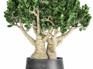 crassula in a black pot for the interior 931 Modelo 3D
