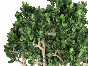 crassula in a black pot for the interior 931 Modelo 3D