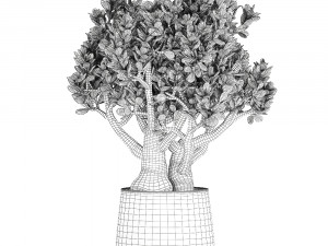 crassula in a black pot for the interior 931 Modelo 3D