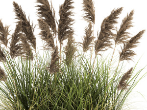 reeds in a rusty flower pot for the interior 934 Model 3D