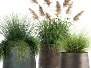 reeds in a rusty flower pot for the interior 936 3D Model