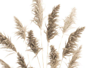 reeds in a rusty flower pot for the interior 936 3D Model