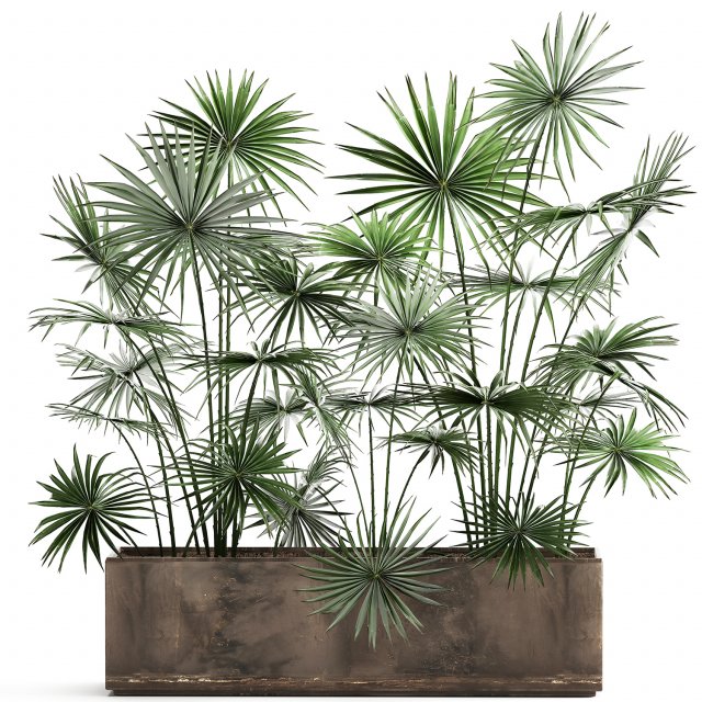 palms in a flowerpot for the interior 938 Model 3D .c4d .max .obj .3ds .fbx .stl .blend 