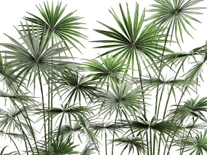 palms in a flowerpot for the interior 938 Model 3D