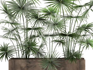 palms in a flowerpot for the interior 938 Model 3D