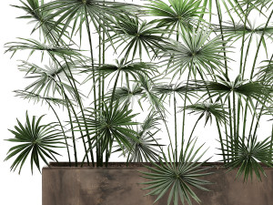 palms in a flowerpot for the interior 938 Model 3D