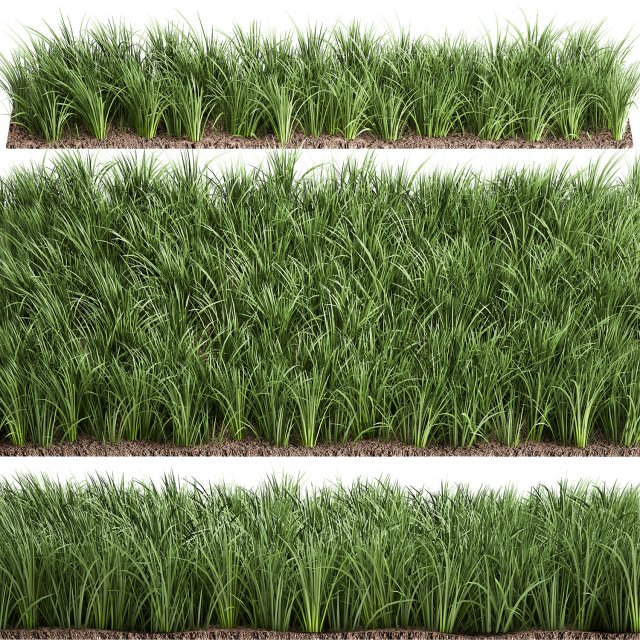 ornamental grass 941 Modelo 3D .c4d .max .obj .3ds .fbx .stl .blend 