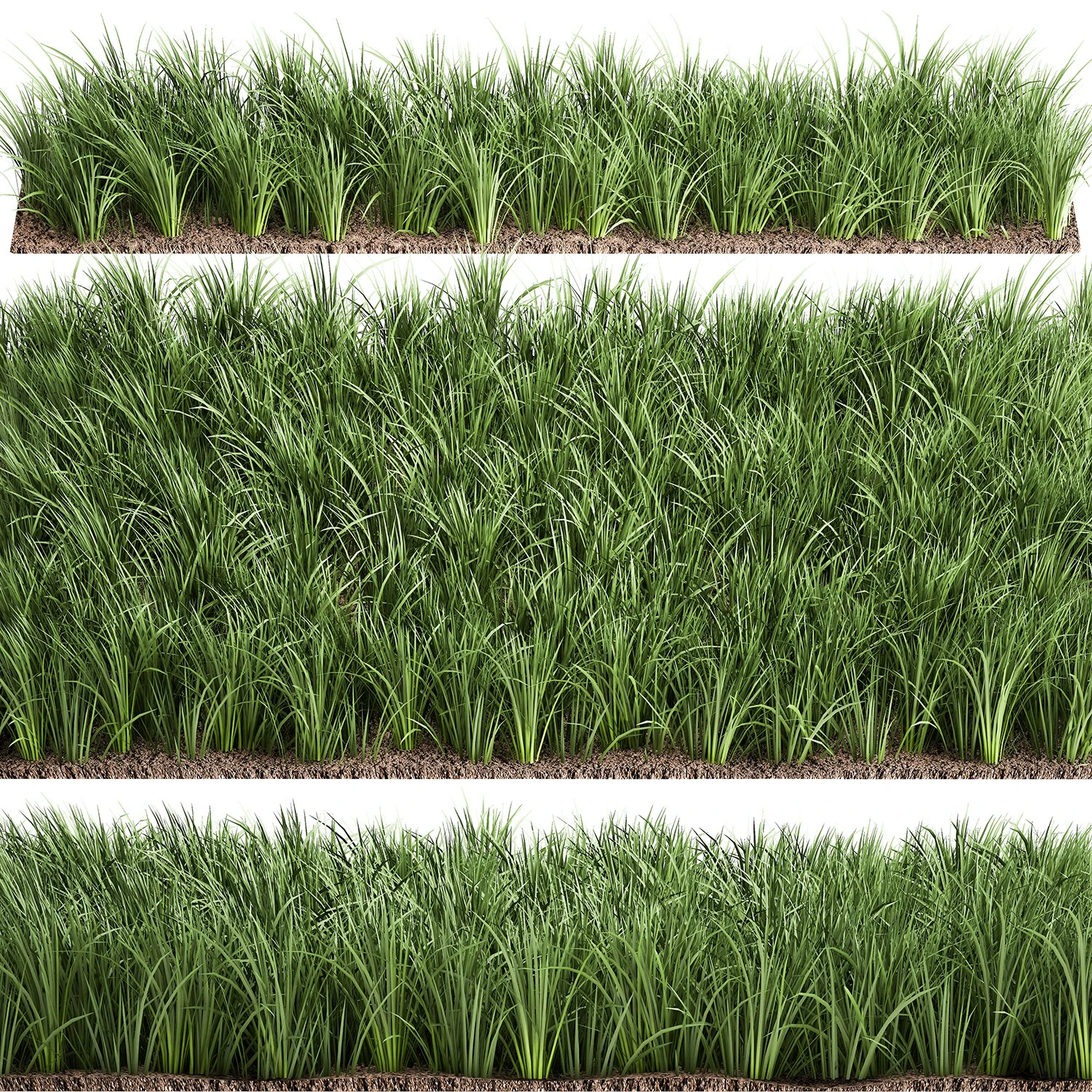 ornamental grass 941 3D Model .c4d .max .obj .3ds .fbx .stl .blend 