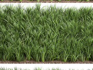 ornamental grass 941 Modelo 3D