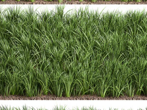 ornamental grass 941 3D Model