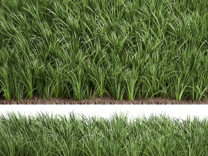 ornamental grass 941 Modelo 3D