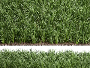 ornamental grass 941 3D Model