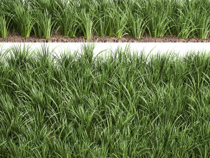 ornamental grass 941 Modelo 3D