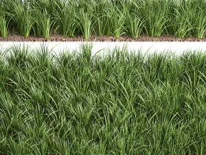 ornamental grass 941 3D Model