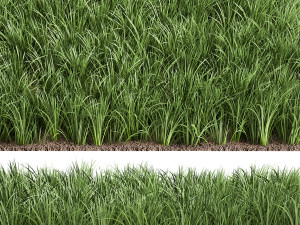 ornamental grass 941 Modelo 3D