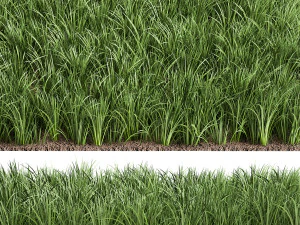 ornamental grass 941 3D Model