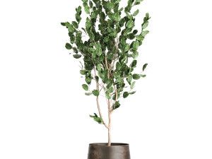 houseplants in a flowerpot for the interior 942 3D Модель