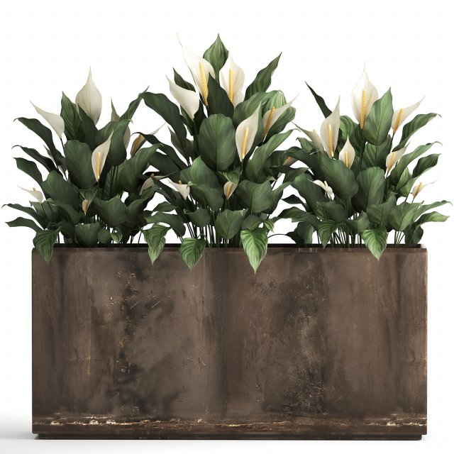 spathiphyllum in a flowerpot for the interior 943 3D Model .c4d .max .obj .3ds .fbx .stl .blend 