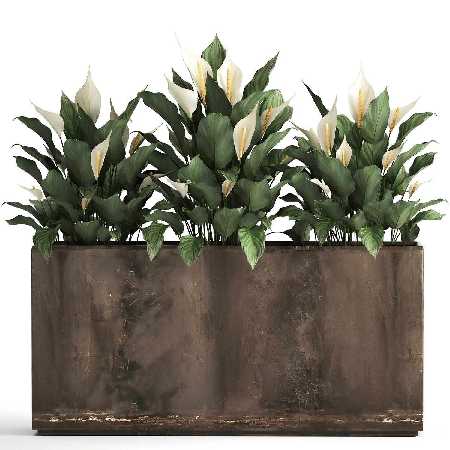 spathiphyllum in a flowerpot for the interior 943 3D Model .c4d .max .obj .3ds .fbx .stl .blend