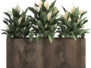 spathiphyllum in a flowerpot for the interior 943 3Dモデル