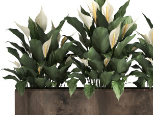 spathiphyllum in a flowerpot for the interior 943 3D Model