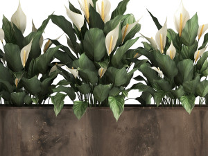 spathiphyllum in a flowerpot for the interior 943 3D Model