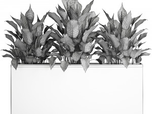 spathiphyllum in a flowerpot for the interior 943 3D Model