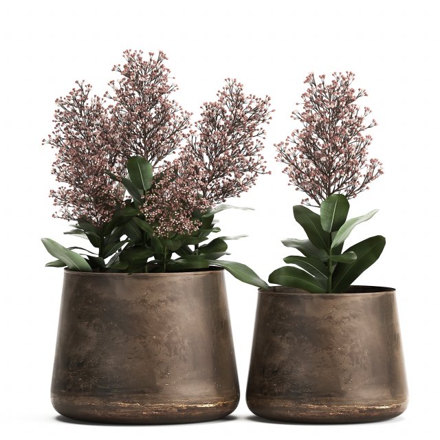 skimmia in a flowerpot for the interior 944 3D Модель .c4d .max .obj .3ds .fbx .stl .blend 