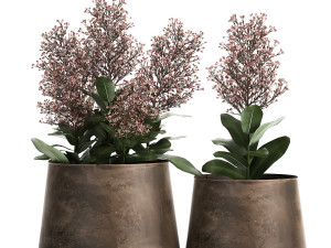 skimmia in a flowerpot for the interior 944 3D Model