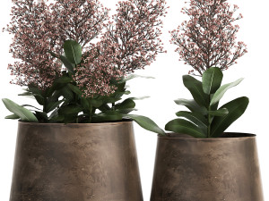 skimmia in a flowerpot for the interior 944 3D Модель
