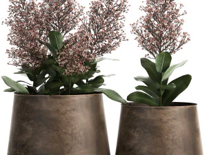 skimmia in a flowerpot for the interior 944 3D Model