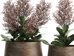 skimmia in a flowerpot for the interior 944 3D Модель