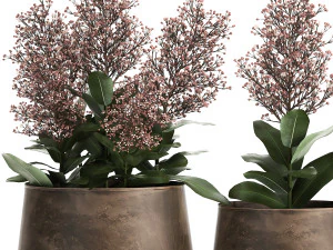 skimmia in a flowerpot for the interior 944 3D Model