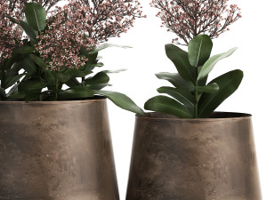 skimmia in a flowerpot for the interior 944 3D Модель