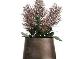 skimmia in a flowerpot for the interior 944 3D Модель